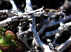 Thamnolia vermicularis