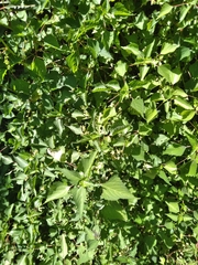 Laportea peduncularis