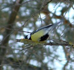 Parus major