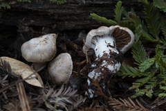 Cortinarius alboglobosus
