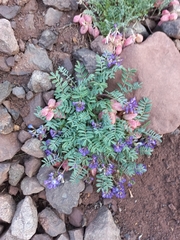 Astragalus arnottianus