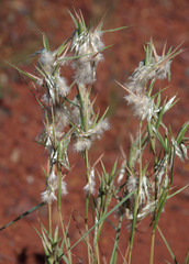 Cymbopogon obtectus