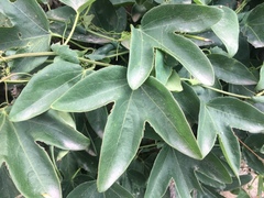 Passiflora tenuifila