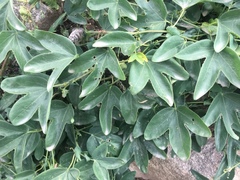 Passiflora tenuifila