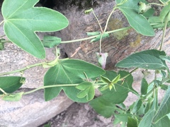 Passiflora tenuifila