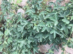 Passiflora tenuifila