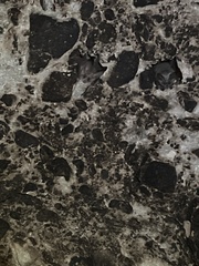 Macrotus californicus