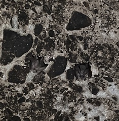 Macrotus californicus