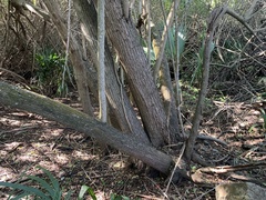 Schinus terebinthifolia