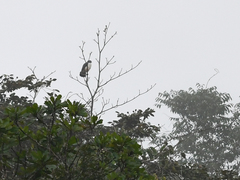 Leucopternis semiplumbeus