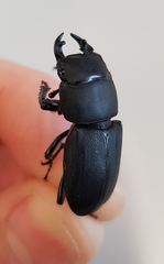 Dorcus parallelipipedus