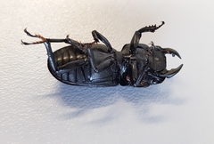 Dorcus parallelipipedus