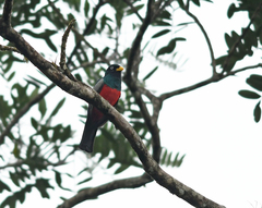 Trogon comptus