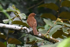 Rhytipterna holerythra