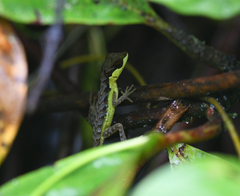 Anolis notopholis