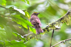 Rhytipterna holerythra