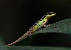 Anolis notopholis
