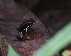 Dendrobatoidea