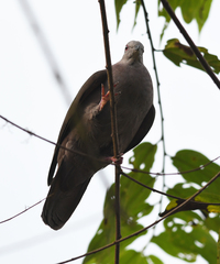 Patagioenas goodsoni