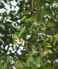 Pyrilia pyrilia
