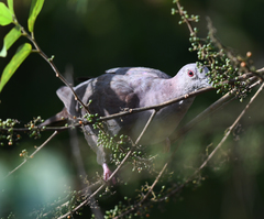 Patagioenas goodsoni