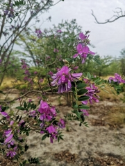 Mundulea sericea