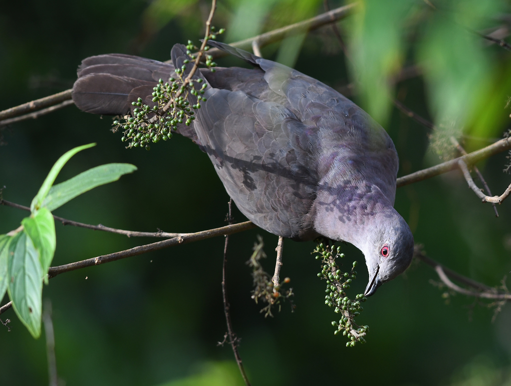 Dusky Pigeon