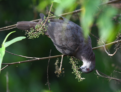 Patagioenas goodsoni