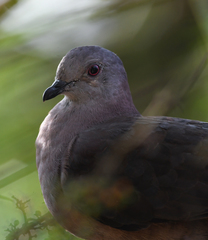 Patagioenas goodsoni