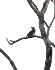 Notharchus pectoralis