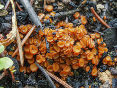 Anthracobia macrocystis