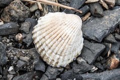 Cerastoderma glaucum