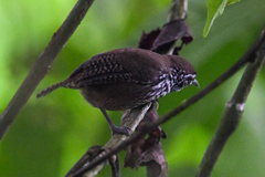 Cantorchilus thoracicus