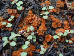 Anthracobia macrocystis