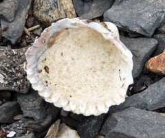 Cerastoderma glaucum