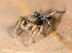 Habronattus schlingeri