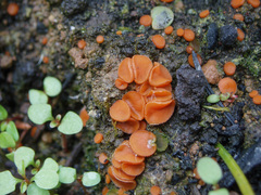 Anthracobia macrocystis