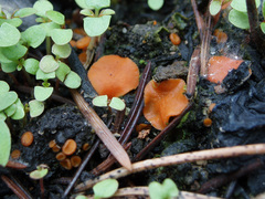 Anthracobia macrocystis