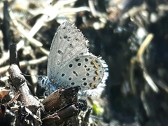 Pseudophilotes baton