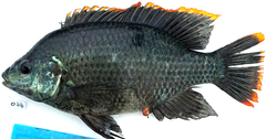 Victoria Tilapia photo 1