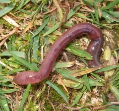 Dendrodrilus rubidus