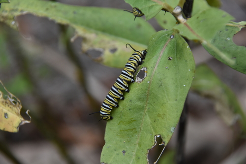 Monarch photographed in Louisiana
