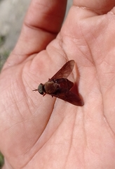 Esenbeckia