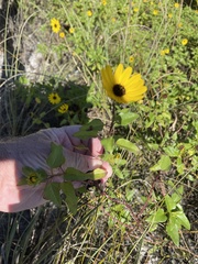 Helianthus debilis image