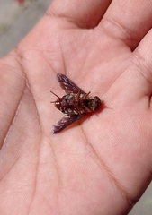 Esenbeckia