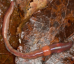 Lumbricus rubellus
