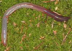 Lumbricus rubellus