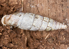 Macrogastra plicatula