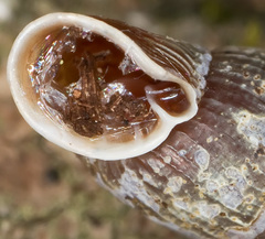 Macrogastra plicatula