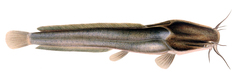 Catfish photo 3